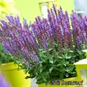 Bild von VP Salvia Nemerosa P19 Violet